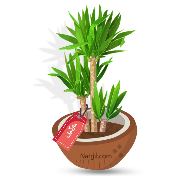  Nargil - spineless yucca